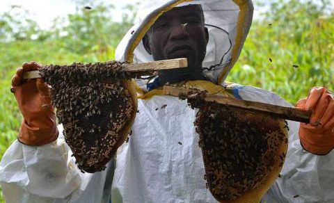 利比里亚养蜂人:非洲杀人蜂可不好惹 但它们的蜂蜜很纯净