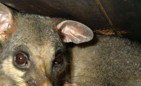 世界上最大的老鼠身高1.1米 堪比3岁儿童