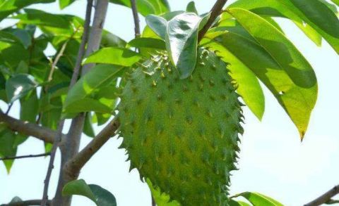 农村有一种很危险的水果人称"刺苹果" 全身都是刺还含有剧毒