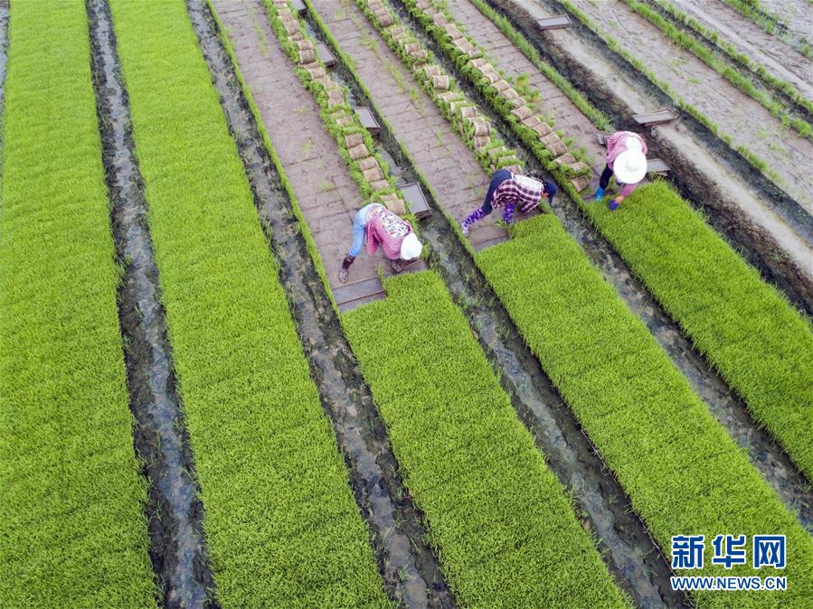 江苏海安:夏日插秧忙|海安|插秧|徐劲柏_新浪新闻