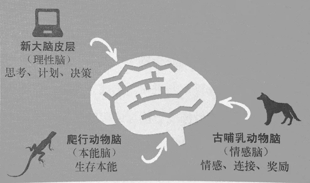 科学」中指出,人有三个大脑——新大脑皮层,爬行动物脑和古哺乳动物脑