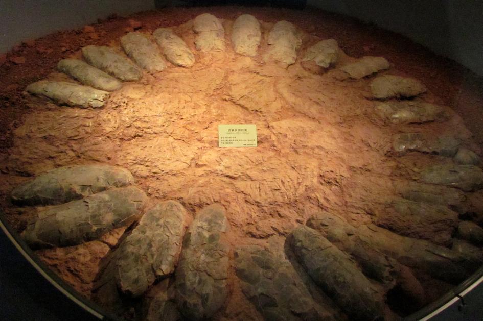 恐龙蛋|巢穴|窃蛋龙_新浪科技_新浪网