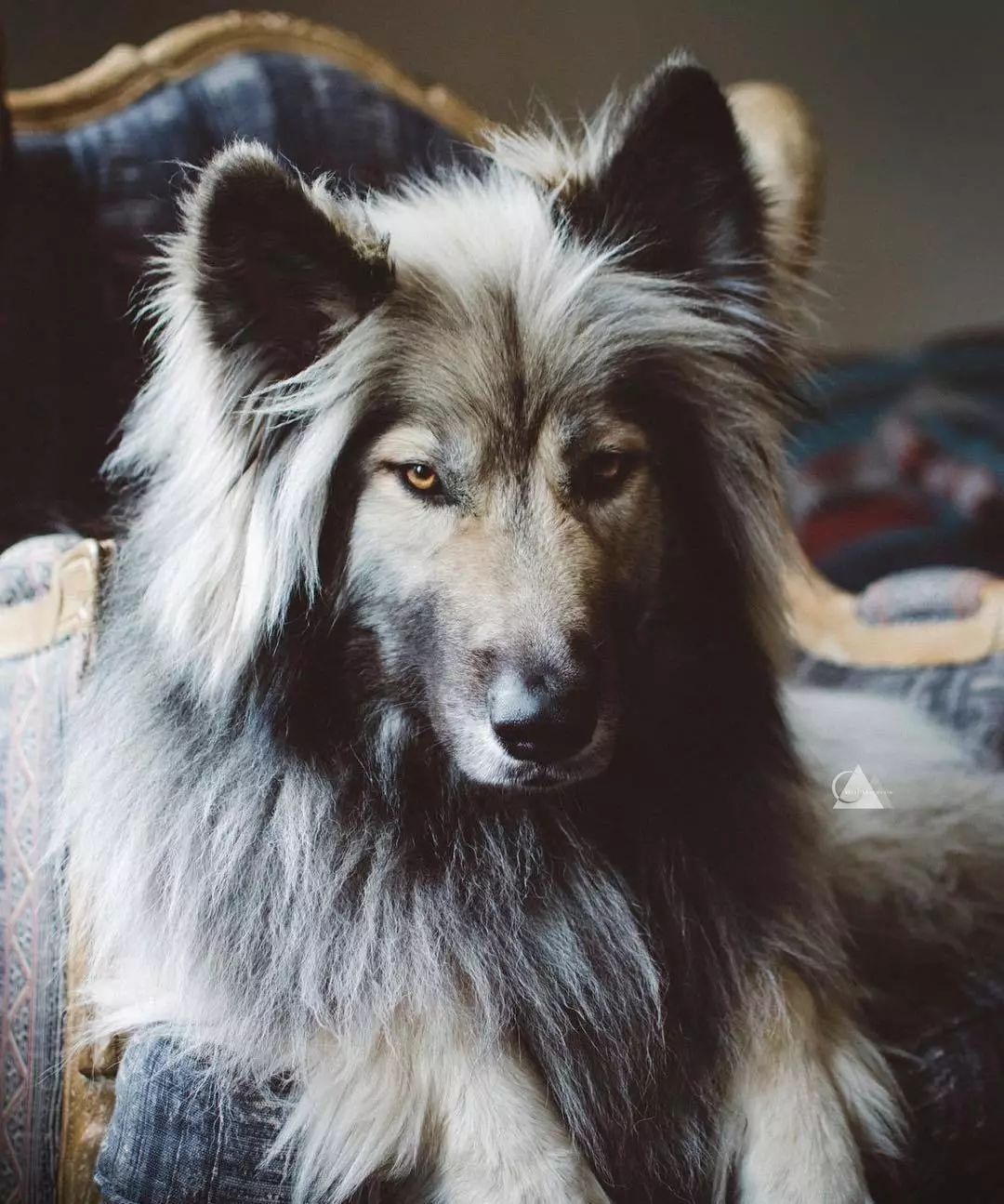 明明是一只狗,却长得很有"武侠范",真帅晕了!