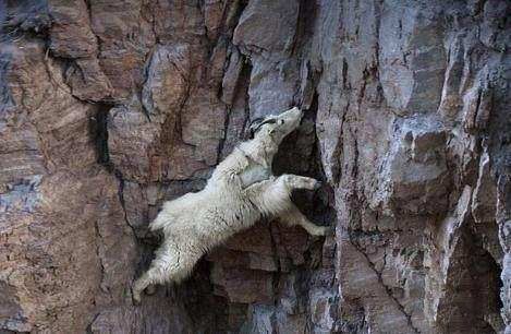 世界上唯一一种在悬崖上生活的羊, 峭壁间如履平地