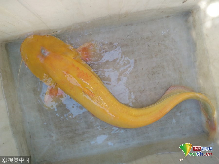 江西瑞昌市民钓到罕见金黄色大口鲇鱼 通体剔透