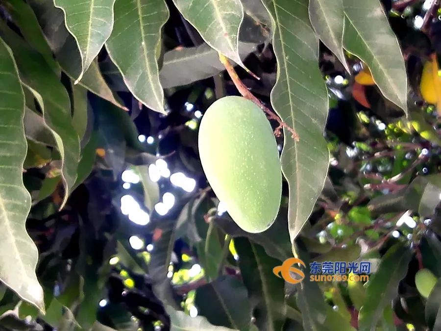 挂满枝头, 部分果实开始进逐渐进入成熟期, 散发出阵阵诱人的芒果香