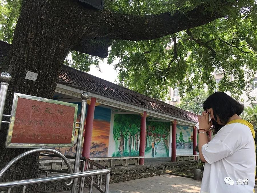 6月3日,毛坦厂中学,一棵枫杨树前挂有"校之魂"的牌子,大家称之为"神树