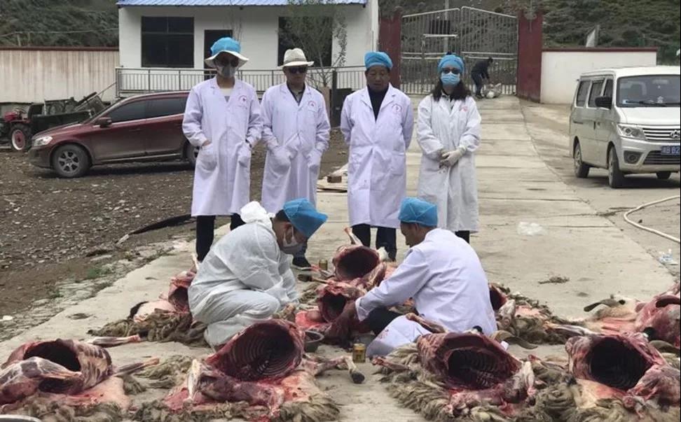 色尼区创建自治区包虫病综合防治示范区 接受自治区中期评估