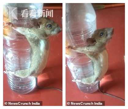 视频|老鼠被绑在瓶子上虐打 男子:谁让你咬断充电器线