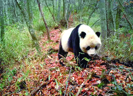 野生动植物甘肃白水江自然保护区40年构筑大熊猫保护防线