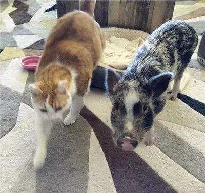 自从家里养了橘猪后,这蜜汁萌的画风,隔着屏幕都要馋哭惹.