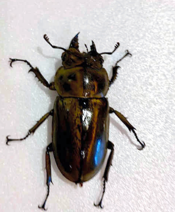 四万分之一日本发现罕见锹甲虫左右边性别各不同