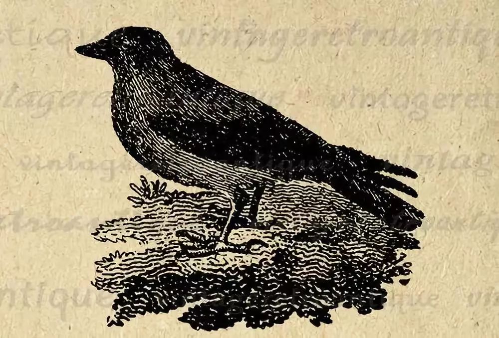 乌鸦都是一样黑吗?