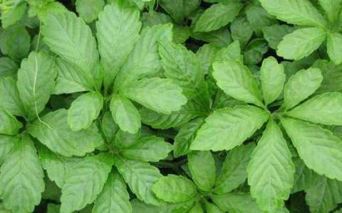 老中医都说这3种野味好,你见过吗|老中医|野豌豆|七叶胆_新浪新闻