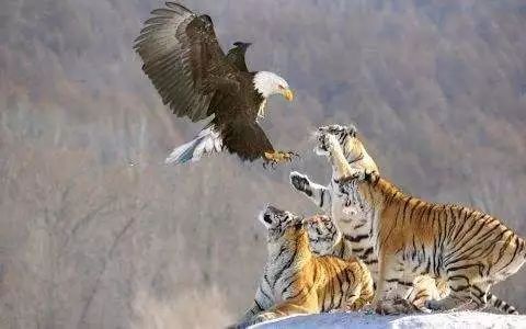 今晚纪录30分饕餮自然了不起的食客