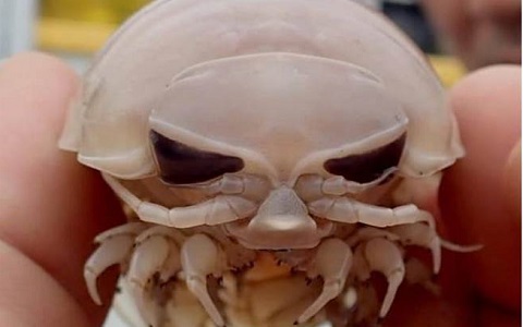 深海大王具足虫（图片来自台媒）