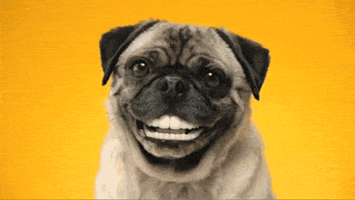 微笑狗事件原图动态图片