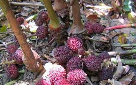 广东特有的这种杨梅你见过没?它可是准妈妈们的"孕期平安福"