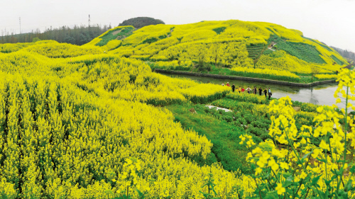 油菜花海