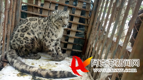 警民联手救助雪豹