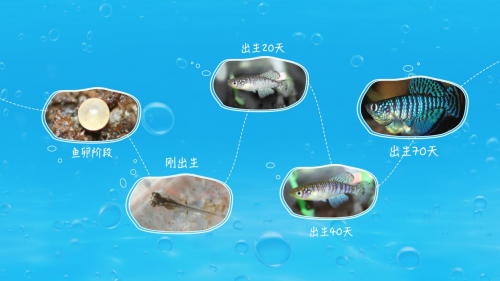 孵化过的魔法鱼卵,用报纸吸干水份后装入塑料袋密封保存,20天后还能