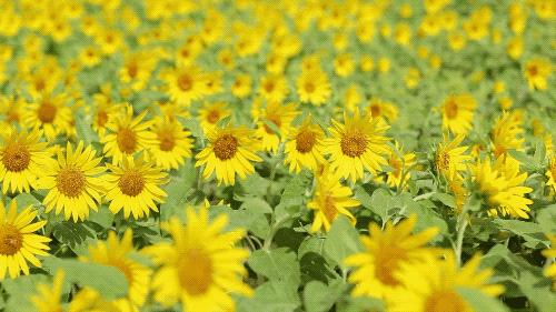 500_281gif 动态图 动图