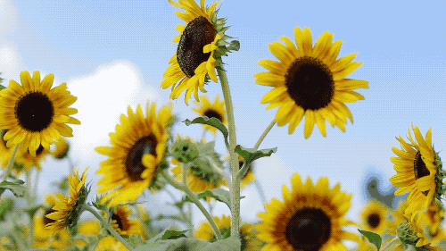 向日葵迎风而动,加上湛蓝的天空,棉絮似的白云,美的像一幅未干的油画