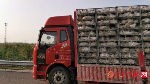 山东东吕高速大堵车,原来一车大鹅翻路上了!