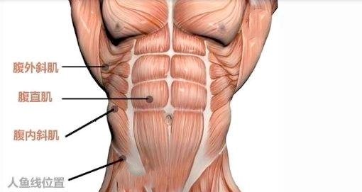腹肌中间那条线叫什么图片
