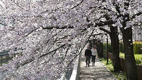 四月樱花盛开的日本。 （法新社）