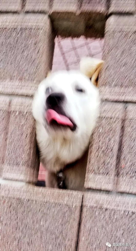 平时乖萌的汪星人一旦丑起来,各个都是高能崩坏表情包啊.