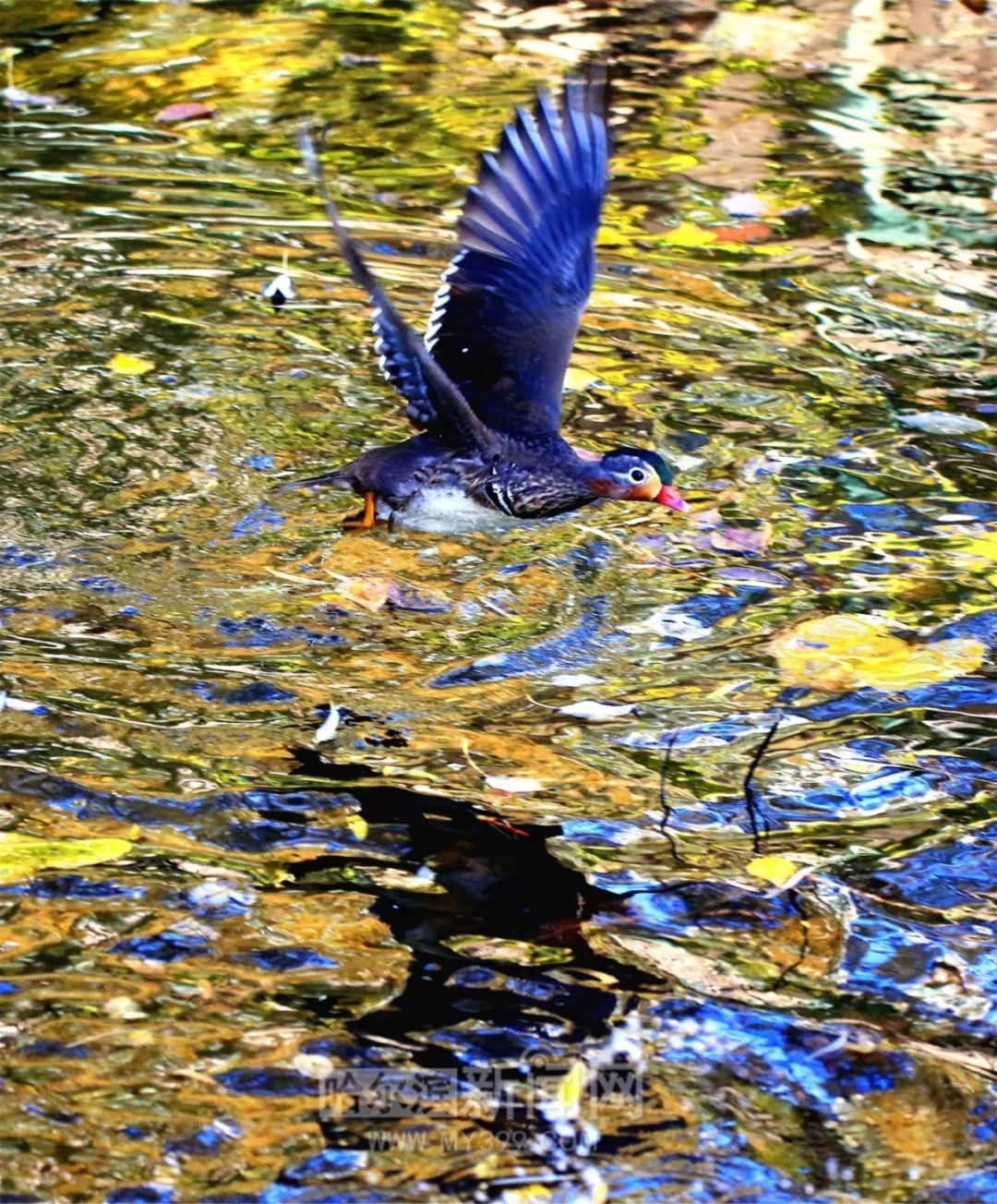 爱情鸟,明年见|兆麟公园200多只鸳鸯已陆续南迁