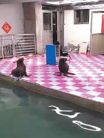 一名经营者朋友圈展示的海狮驯养日常。新京报记者 康佳 王洪春 摄