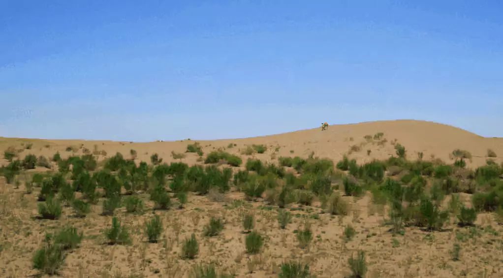 蚂蚁森林有什么用