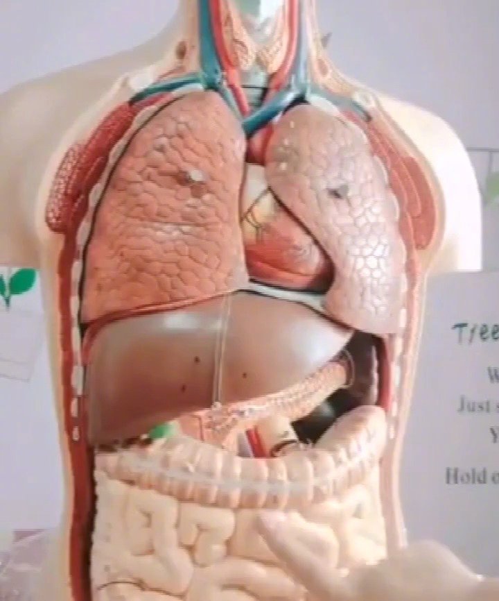 人类身体内部器官图片