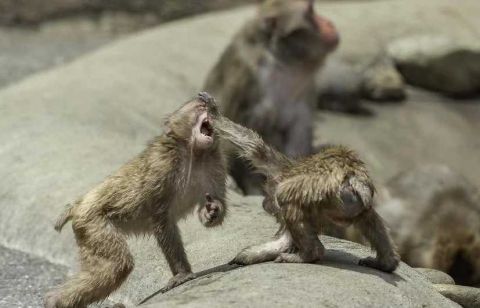 日本猕猴"悟空附体"施拳对打 体态表情神似人类