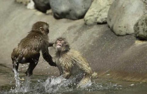 日本猕猴"悟空附体"施拳对打 体态表情神似人类