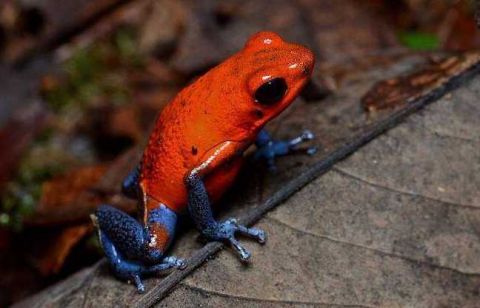 遇到这8种美丽的青蛙 你最好拔腿就跑|箭毒蛙|毒蛙|青蛙_新浪新闻