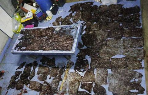 在泰国水域发现的死鲸肚子里有80个塑料袋