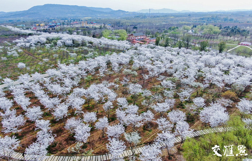 句容浮山樱花园早樱盛放堆云叠雪