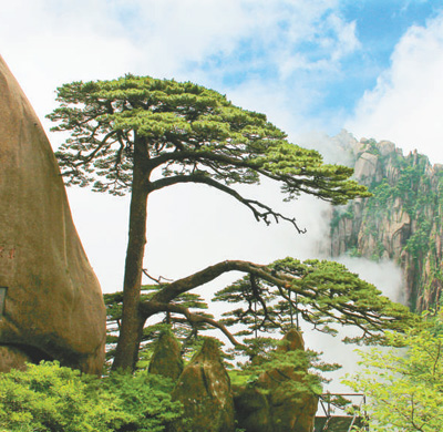 专门设置"守松人"岗位 迎客松树龄千年依然挺拔