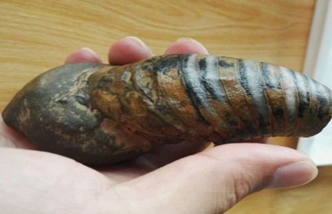 小伙在野外捡到"怪石头",被老婆看了骂他不要脸