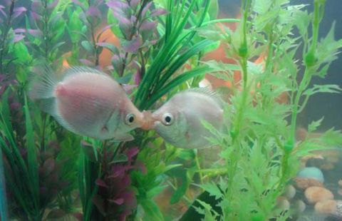 这种鱼喜好"接吻"闻名世界,连条鱼都敢这么大胆的秀恩爱了?