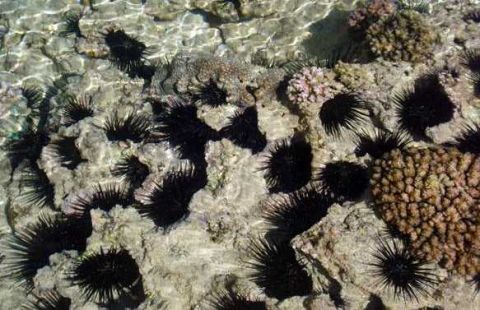 男子潜水时发现大量黑色刺球 过去一看立即要带回家