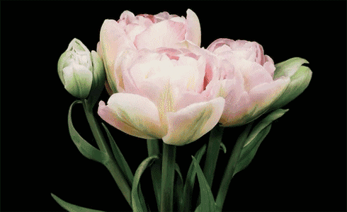 490_300gif 动态图 动图