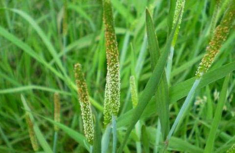 农村不起眼的野草"看麦娘",解毒消肿,可治疗小儿腹泻