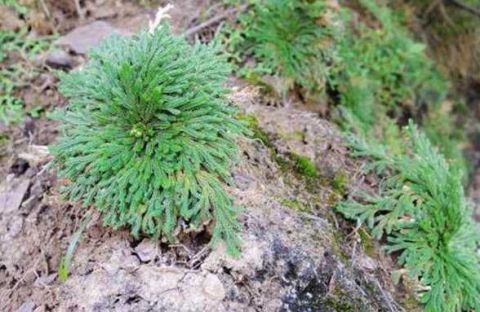 这种草被称为长命草农民冒生命危险采收是强效止血剂