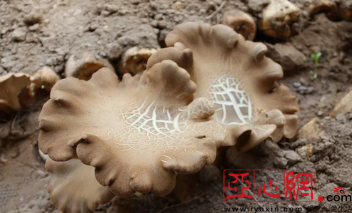 冯银新摸索试种的熊掌菇终于出棚了,这标志着熊掌蘑菇在呼图壁县试种