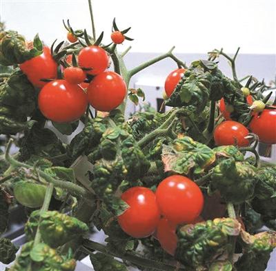 冬季到南极种蔬菜 半年种出近200公斤