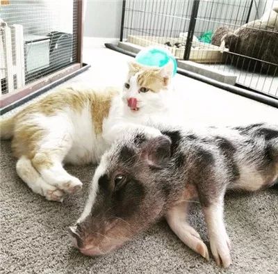 自从家里养了橘猪后,这蜜汁萌的画风,隔着屏幕都要馋哭惹.